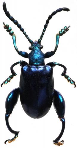 Sagra odontopus